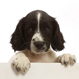 Working English Springer Spaniel puppy, with paws over