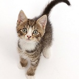 Tabby kitten with big eyes, sitting and looking up