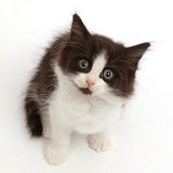 Black-and-white kitten, 7 weeks old, sitting and looking up