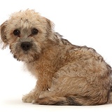 Mustard Dandie Dinmont Terrier puppy