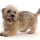 Playful mustard Dandie Dinmont Terrier puppy