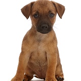 Brown Jack Russell x Border Terrier puppy sitting