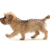 Mustard Dandie Dinmont Terrier puppy, walking