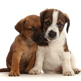 Two Jack Russell x Border Terrier puppies