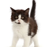 Black-and-white kitten, 11 weeks old, standing