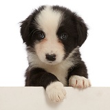 Black-and-white Border Collie puppy, paws over