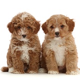 Two red Cavapoo dog puppies, 8 weeks old
