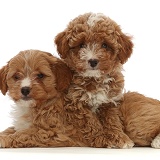 Two red Cavapoo dog puppy, 8 weeks old,