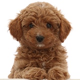 Red Cavapoo dog puppy, 8 weeks old, paws up