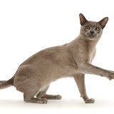 Blue Burmese cat pointing one way and looking back the other