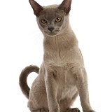 Blue Burmese cat sitting