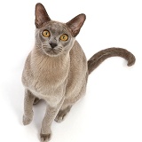 Blue Burmese cat sitting and looking up