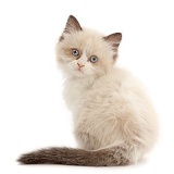 Persian-x-Ragdoll kitten, 7 weeks old, looking over shoulder