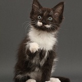 Black-and-white kitten, 8 weeks old, sitting on grey background