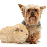 Yorkie and Guinea pig