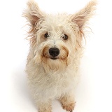 Cream coloured Schnoodle sitting and looking up