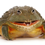 African Bullfrog, mouth open