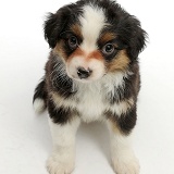 Mini American Shepherd puppy, 7 weeks old, sitting looking up