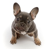 Blue-and-tan French Bulldog puppy sitting looking up