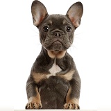 Blue-and-tan French Bulldog puppy paws over