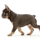Blue-and-tan French Bulldog puppy trotting across