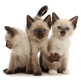Three Siamese x Ragdoll kittens, 7 weeks old