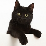 Black kitten paws over