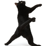 Black kitten reaching up