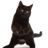 Playful black kitten