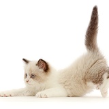 Persian-x-Ragdoll kitten, 7 weeks old, playfully pouncing
