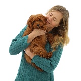 Woman holding red Cavapoo puppy