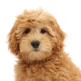 Cute Goldendoodle puppy portrait