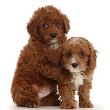 Cavapoo puppies hugging