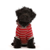 Black Poodle-cross puppy wearing a stripy hoody