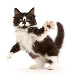 Black-and-white kitten jumping up and swiping