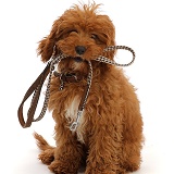 Red Cavapoo puppy holding a leash ready for a walk