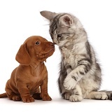 Silver tabby kitten nose-to-nose with red Dachshund puppy