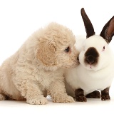 Cavapoochon puppy, 6 weeks old, and Sable-point rabbit