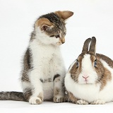 Tabby-and-white kitten with rabbit