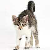 Tabby-and-white kitten stretching with arched back