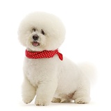 Bichon Frise dog, wearing a red bandanna
