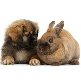 Tibetan Spaniel dog puppy and rabbit