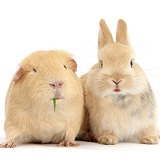 Young bunny with yellow Guinea pig