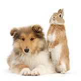 Rough Collie pup and rabbit