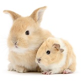 Sandy rabbit with cinnamon-and-white Guinea pig
