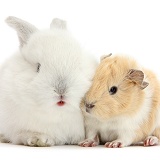 Baby White bunny with Guinea pig
