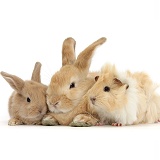 Sandy rabbit, baby bunny and Guinea pig