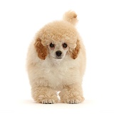 Toy Poodle puppy, 13 weeks old
