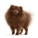 Brown Pomeranian standing