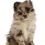 Pomeranian puppy sitting